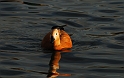 Ruddy shelduck - C